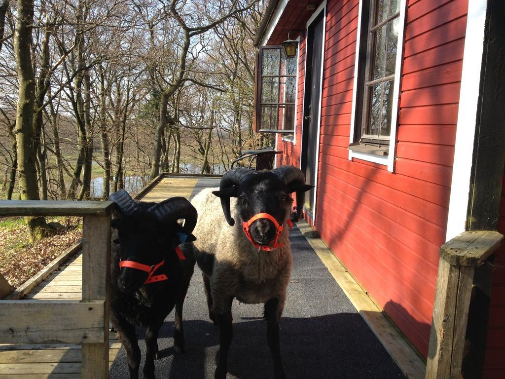 Farm Stay Happy Dogs Ranch Veberod Екстер'єр фото