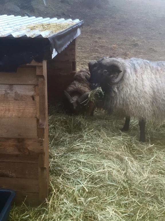 Farm Stay Happy Dogs Ranch Veberod Екстер'єр фото
