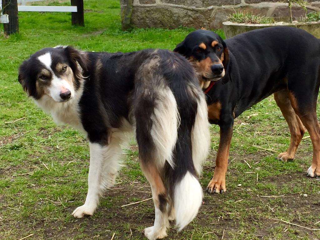 Farm Stay Happy Dogs Ranch Veberod Екстер'єр фото