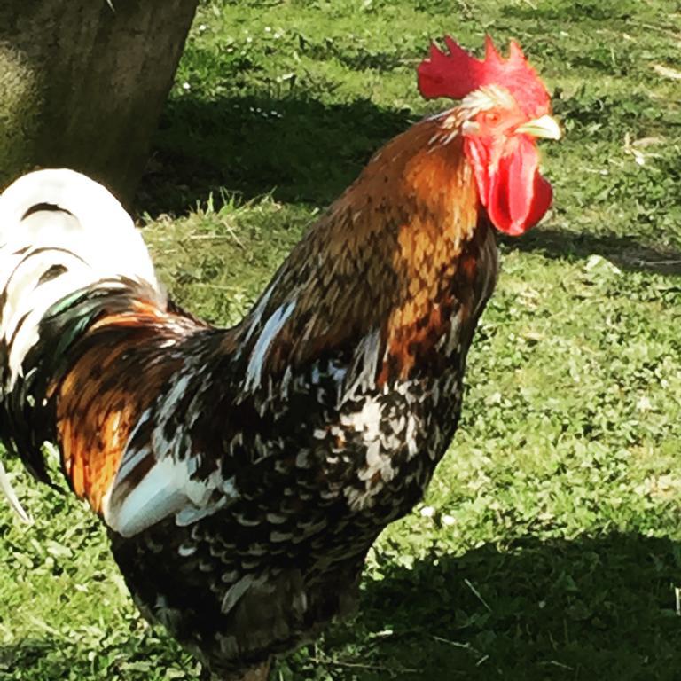 Farm Stay Happy Dogs Ranch Veberod Екстер'єр фото